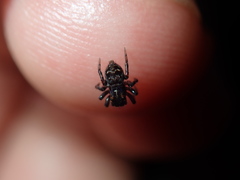 Saitis virgatus