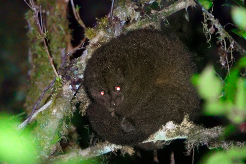 Pseudochirops cupreus observed 2025-06-19