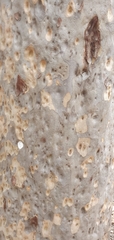 Corymbia
