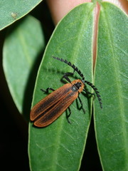 Trichalus ampliatus