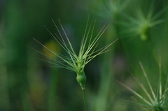 Aegilops triuncialis