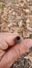 Corymbia