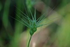 Aegilops triuncialis