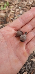 Corymbia