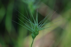 Aegilops triuncialis