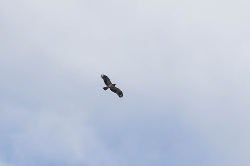 Booted Eagle