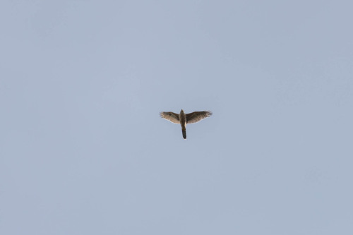 Eurasian Goshawk