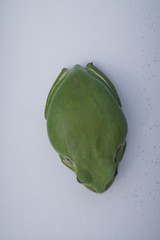 Hyla meridionalis