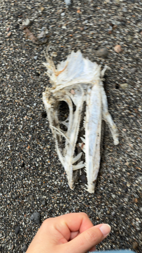 Alepisaurus observed 2026-08-26