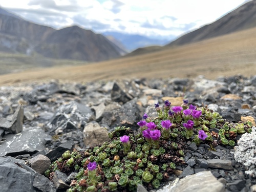 Purple Saxifrage