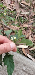 Solanum americanum