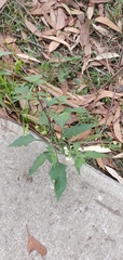 Solanum americanum
