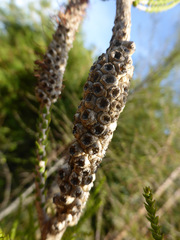 Melaleuca huegelii