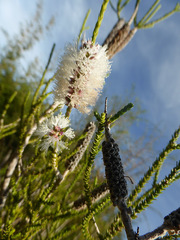 Melaleuca huegelii
