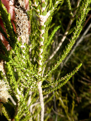 Melaleuca huegelii