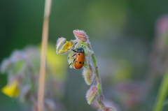 Lachnaia puncticollis