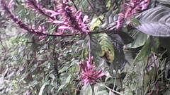 Odontonema callistachyum