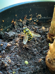 Myathropa florea