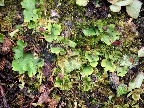 fan pelt lichen
