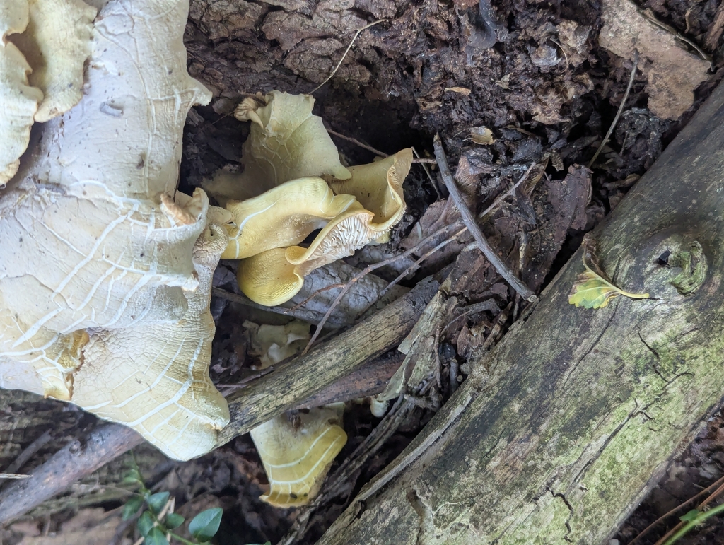 Golden Oyster Mushroom · August 2026 · photo: Photo: (c) Skyler Principe, some rights reserved (CC BY) · iNaturalist
