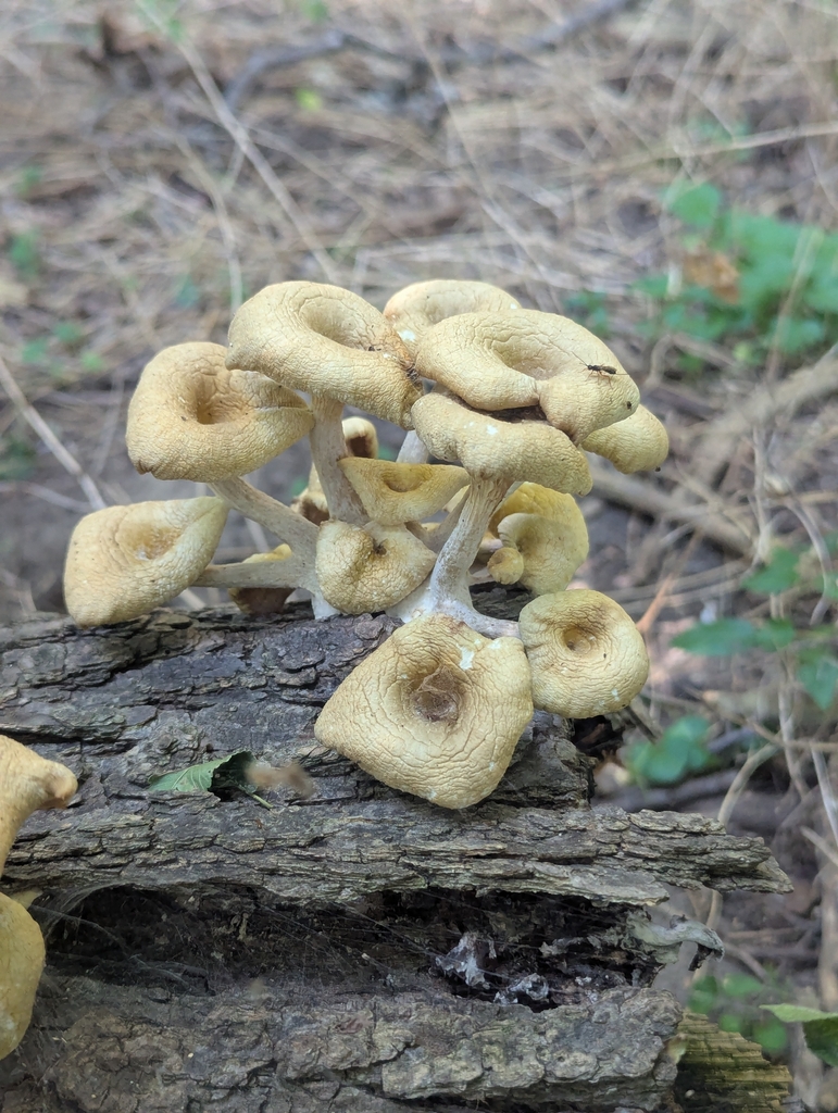 Golden Oyster Mushroom · August 2026 · photo: Photo: (c) Skyler Principe, some rights reserved (CC BY) · iNaturalist