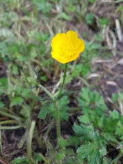 Ranunculus repens