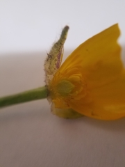 Ranunculus repens