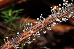 Mycena albidocapillaris