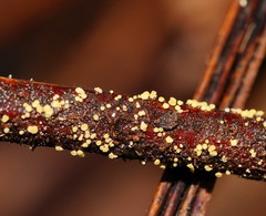 Lachnum pteridophyllum