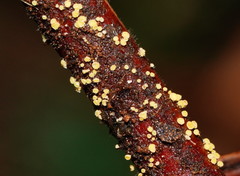 Lachnum pteridophyllum