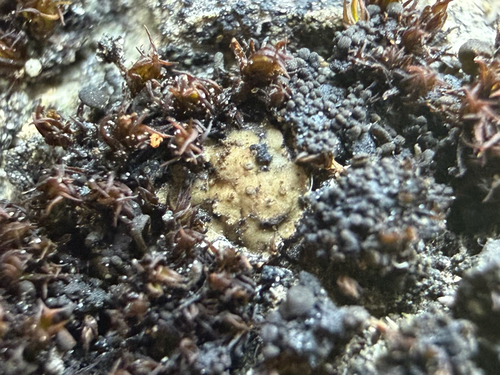 Scaly Stippled Lichen