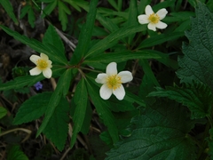 Anemonoides uralensis