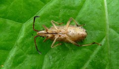 Ceraleptus lividus
