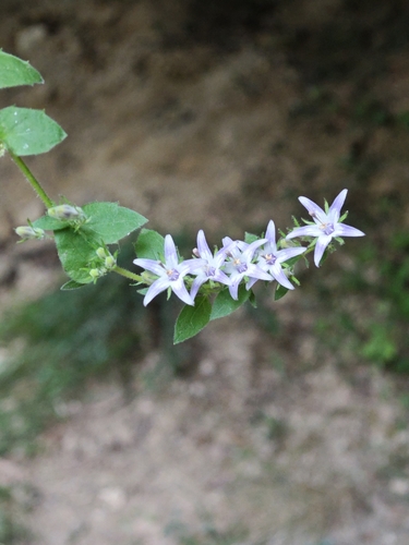 Campanula elatinoides, photograph 2