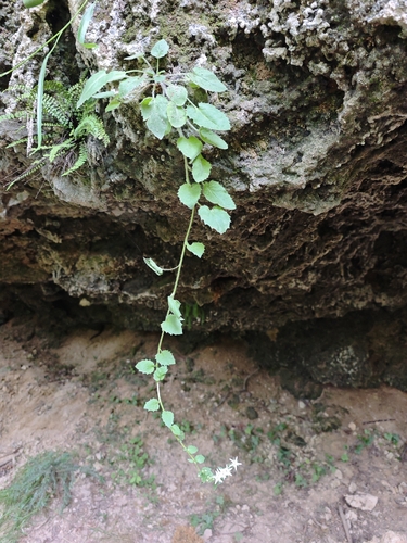 Campanula elatinoides, photograph 3