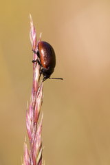 Chrysolina marginata