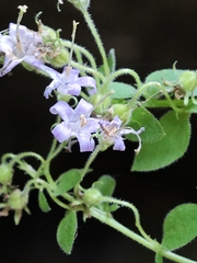 Campanula elatinoides, photograph author not stated, no rights reserved