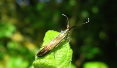 Coleophora deauratella