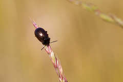 Chrysolina marginata