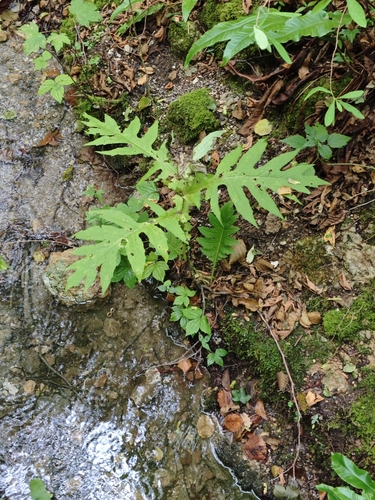 Cirsium alsophilum, photograph 3