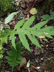 author not stated, no rights reserved Cirsium alsophilum, photograph author not stated, no rights reserved