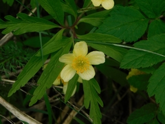 Anemonoides jenisseensis