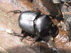 Onthophagus lenzii