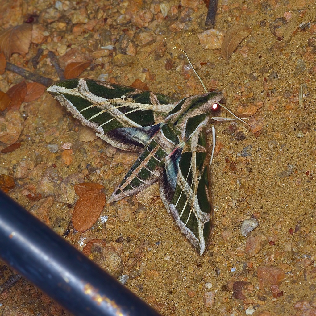 Vine Sphinx
