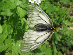 Parnassius stubbendorfii