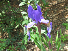 Iris sanguinea
