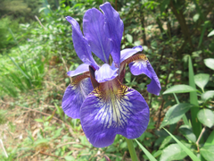 Iris sanguinea