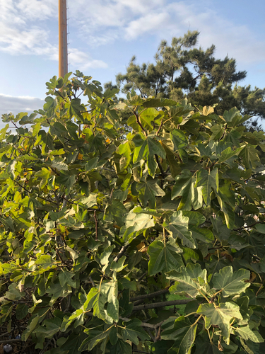 common fig