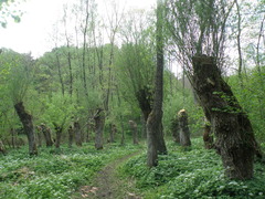 Chaerophyllum temulum