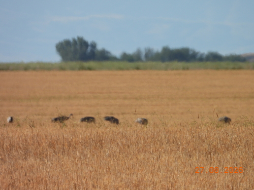 Sandhill Crane